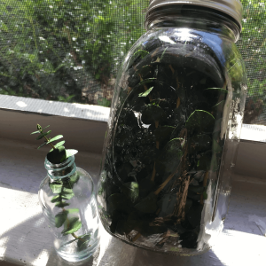 Eucalyptus Massage Oil